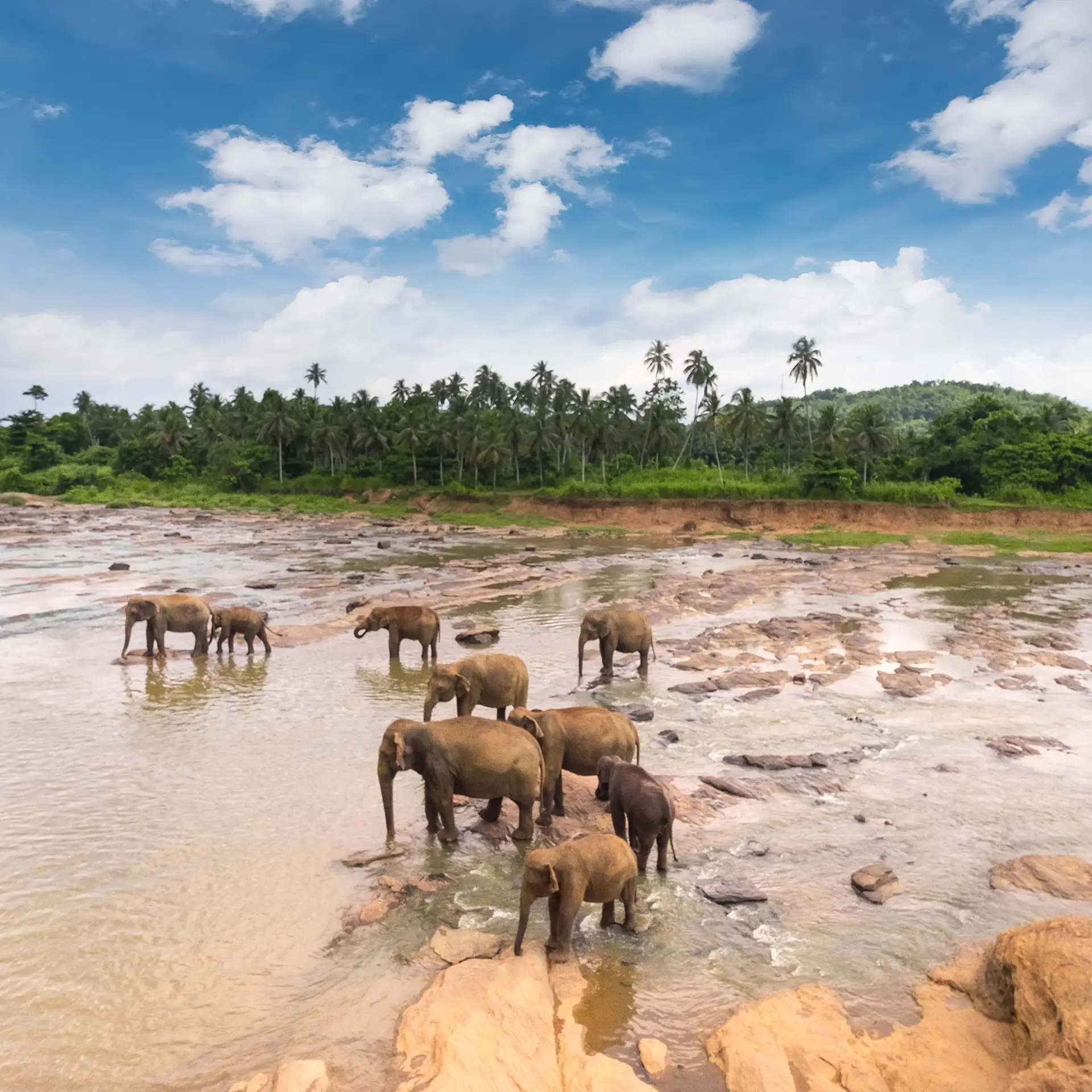 Pinnawala Elephant Orphanage sri lankan best travel agent