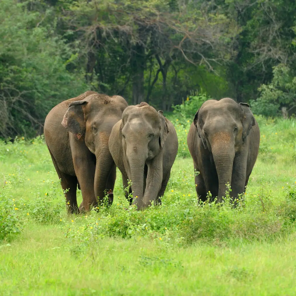 yala national park safari sri lankan tour sri lankan best travel agent 3